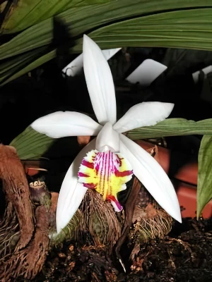 Bild von Pleione maculata 1